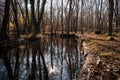 forest trees and flowing fresh water at sunset time. Azerbaijan