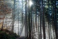 A forest with trees, fog and backlight Royalty Free Stock Photo