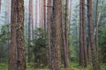 Forest. Trees in the forest. Trunks of fir in the coniferous spring forest