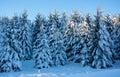 Forest trees with frozen snow Royalty Free Stock Photo