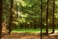 Forest trees with grass on the foreground and sunlight shining through the forest trees. Sunny colorful forest summer nature Royalty Free Stock Photo