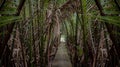 A forest of trees from the ground on a long slope Live a life in harmony with nature Royalty Free Stock Photo