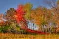 Forest Trees in High Dynamic Range