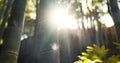 Forest, trees and landscape with sunshine, lens flare and growth for leaves, plants and nature in spring. Tropical Royalty Free Stock Photo