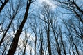 Forest trees without leaves Royalty Free Stock Photo