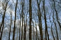 Forest trees without leaves Royalty Free Stock Photo