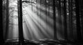 Forest trees with light rays atmospheric scene black and white Royalty Free Stock Photo