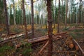 Forest with trees log trunks felled by logging timber industry