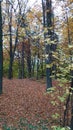 Forest trees loosing their leafage to create an autumn leaves carpet on the ground Royalty Free Stock Photo