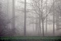 Forest trees in the mist