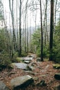 Forest trees mountain fir tree spruce stones path trod