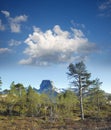 Forest trees in the mountains in early spring with a cloudy blue sky background. Scenic landscape of a big tree with Royalty Free Stock Photo