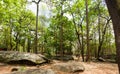 Forest of trees in the national park