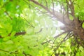 Forest trees, nature green leaf sunlight background Royalty Free Stock Photo