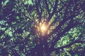 Forest trees. nature green wood sunlight backgrounds Royalty Free Stock Photo