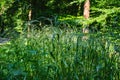 Forest trees. nature green wood sunlight backgrounds.