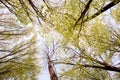 Forest trees. Nature green wood sunlight backgrounds. Bottom view of tall old trees. Top of the trees. Royalty Free Stock Photo