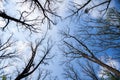 Forest trees. Nature green wood sunlight backgrounds. Bottom view of tall old trees. Top of the trees. Royalty Free Stock Photo