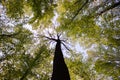 Forest trees. Nature green wood sunlight backgrounds. Bottom view of tall old trees. Top of the trees. Royalty Free Stock Photo