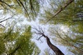 Forest trees. Nature green wood sunlight backgrounds. Bottom view of tall old trees. Top of the trees. Royalty Free Stock Photo