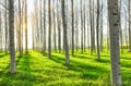 Forest trees. nature green wood sunlight backgrounds. Royalty Free Stock Photo