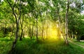 forest trees. naturel green forest Royalty Free Stock Photo