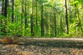 Forest trees with pathway at early spring sunlight in Sorel-Tracy Royalty Free Stock Photo