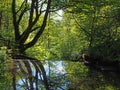 Forest trees reflected in a calm river with dense sunlit green summer foliage in calderdale west yorkshire