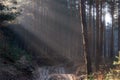 Forest trees road sun rays morning spring shadows