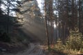 Forest trees road sun rays morning spring shadows