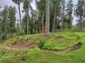 Forest trees scenic beauty India Royalty Free Stock Photo