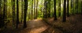 Forest trees with sidewalk of fallen leaves. Nature green wood lovely sunlight backgrounds. Royalty Free Stock Photo