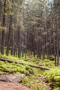 Forest trees with sidewalk of fern. Nature green wood lovely sunlight backgrounds. Royalty Free Stock Photo