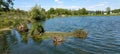 Forest trees silhouette reflection on the quiet lake surface, very peaceful, no people, lake reflection background Royalty Free Stock Photo