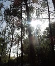 Forest trees silhouettes on a low angle with sun light from between the trees