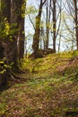 Forest trees and sky in a sunny day. Royalty Free Stock Photo