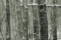 Forest Trees in Snow