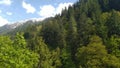 Forest trees and snow hills