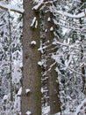 Forest pine trees after the heavy snowfall