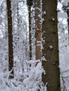 Forest pine and fir trees after the heavy snowfall