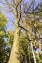 Forest, trees, spikes, green, beauty, beautiful, plants