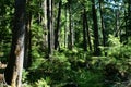 Forest trees stand in shafts of sunlight