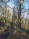 forest trees on a winter day with fallen leaves and scattered rocks on the ground Royalty Free Stock Photo