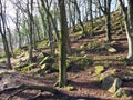 Forest trees on a sunlit winter day with fallen leaves and scattered rocks on the ground Royalty Free Stock Photo