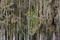 Forest of Trees in Swamp Everglades Cypress Oaks