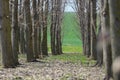 Forest trees tunel