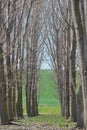 Forest trees tunel Royalty Free Stock Photo