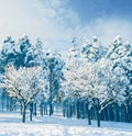 Forest, trees and winter mountain for snow environment in Canada for ski vacation, landscape or holiday. Woods, plants Royalty Free Stock Photo