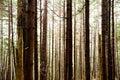 Forest Trees Wooden Landscape Background