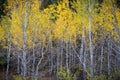 Forest of trembling aspen trees with yellow leaves in autumn